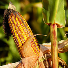 Image 01